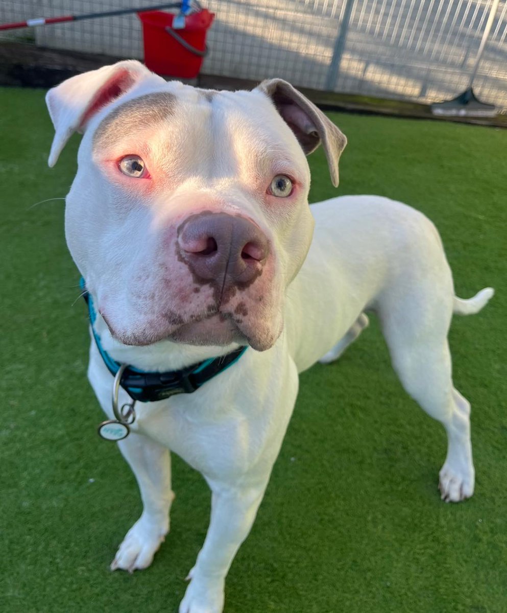 AdoptionsUk's tweet photo. Please retweet to help Joker find a foster or forever home #YORKSHIRE #UK 

Aged 1-2, can we change his run of bad luck? He is looking for an adult home, he may be able to live with a female dog. Stressed in kennels, please share 

DETAILS or APPLY
https://t.co/DtEjBnmg5N
#dogs https://t.co/Jz0Ixl7RWd
