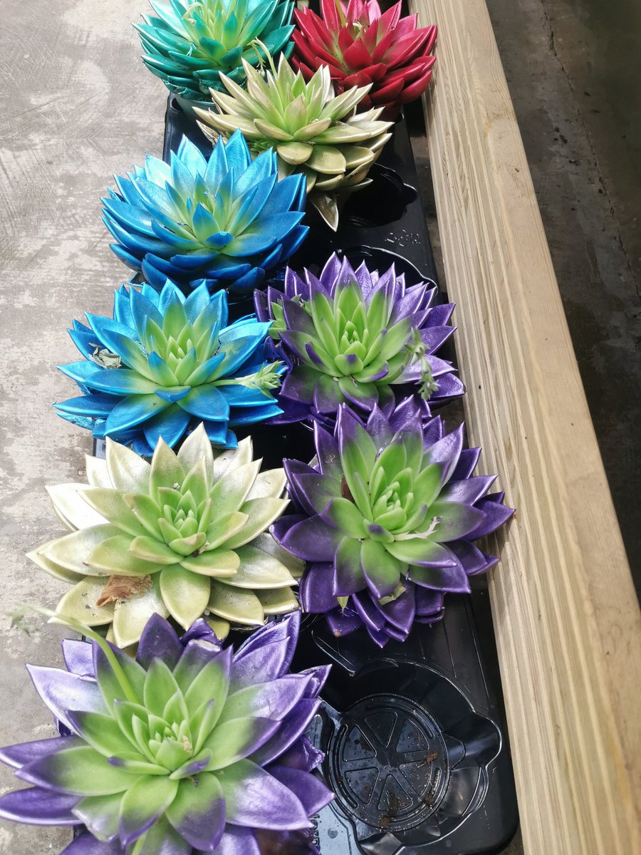 ZephaniahLindo's tweet photo. When will this madness stop!
Even if it wasn't a crime against Horticulture then its a crime against good taste!
#stopjuststop https://t.co/cwBPoH3ZU4