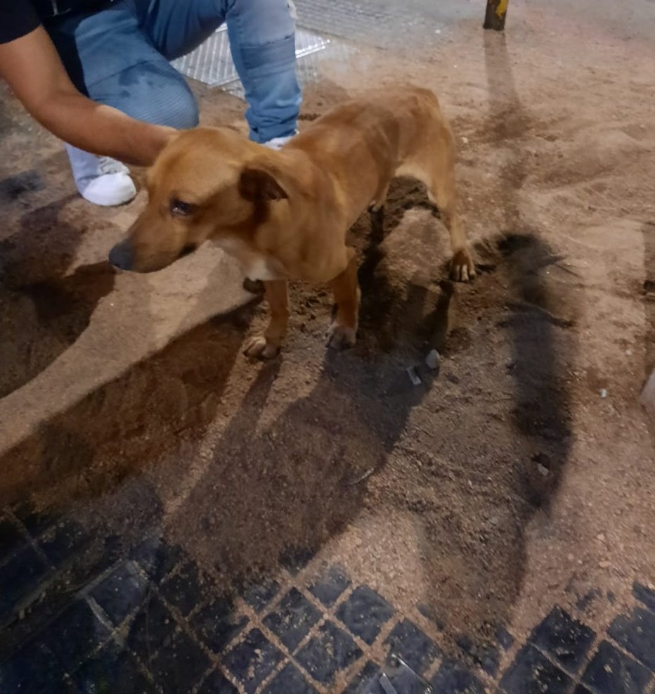 evelinsossa's tweet photo. Éste bebito está perdido buscando a sus dueños en Paraná y San Lorenzo ❗❗ Ayudemos a difundir 🙏. @VivireNuevaCba https://t.co/dGcJvU7w1m