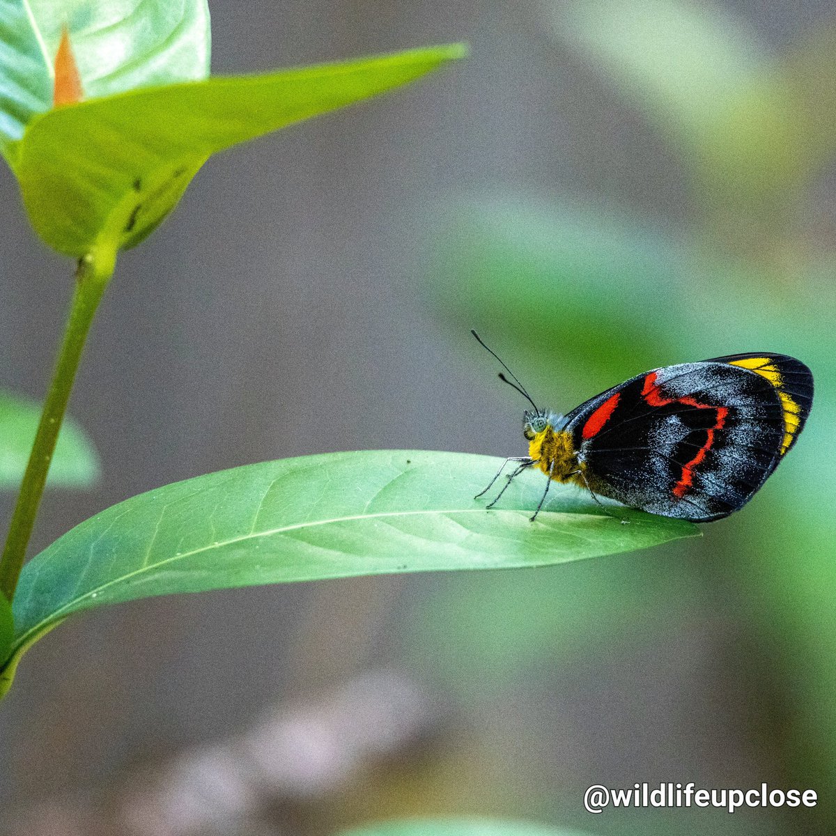 💖 Imperial White Butterfly 🦋 #animals #butterfly #butterflies #wildlife #wildlifeupclose