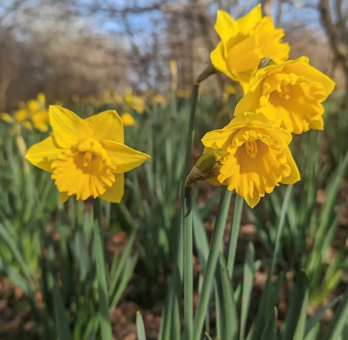 Sheffield City Council on Twitter "Happy Mother's Day to all who are