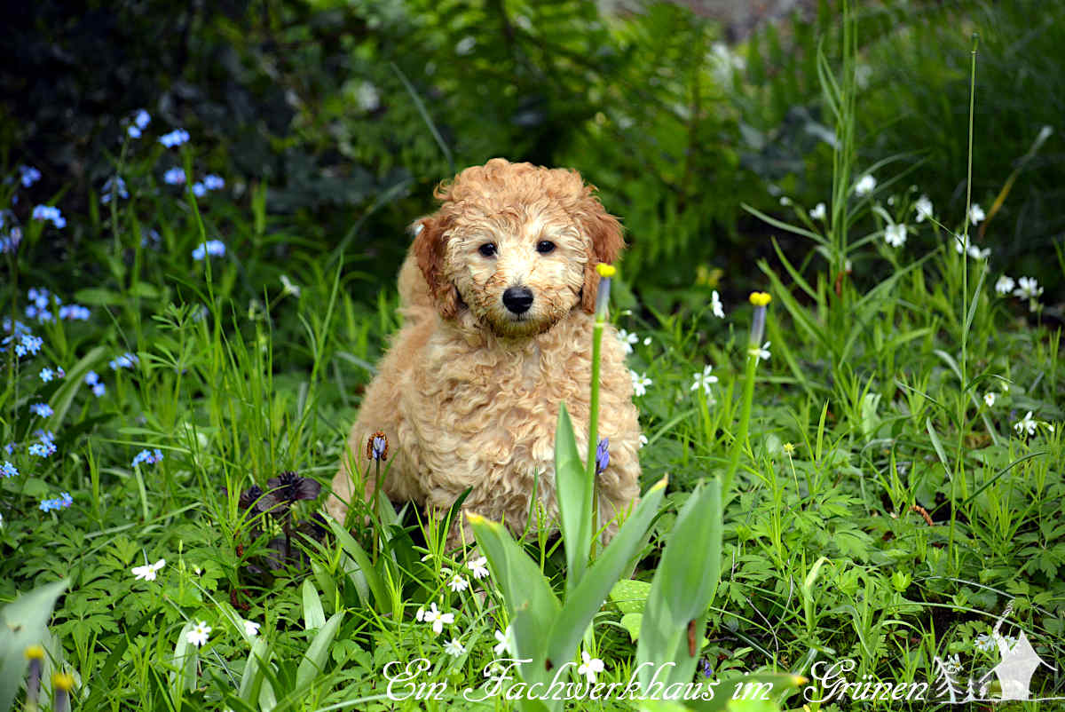 Unsere Lotti ist zwei Jahre alt geworden.
gartenwonne.com/2023/03/vor-2-…
#Pudel #welpen #Hund