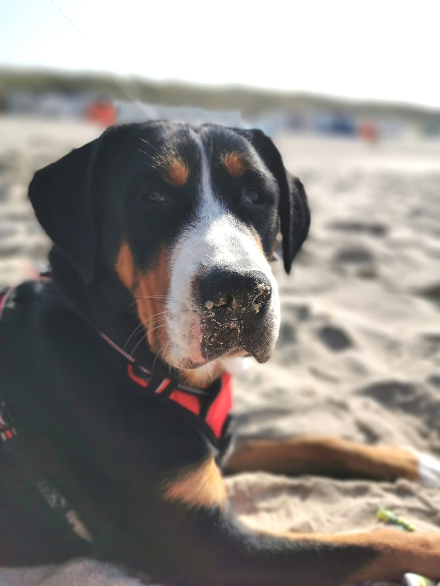 Habe viele ganz schöne Bilder von Anke zugesendet bekommen:
Gestatten das ist Emma, eine grosse Schweizer Sennenhündin. Mehr von Ihr könnt Ihr in dr Rassebeschreibung finden: hund.info/grosser-schwei…

Ganz liben Dank dafür!! Grüße Thomas

#grosserschweizersennenhund