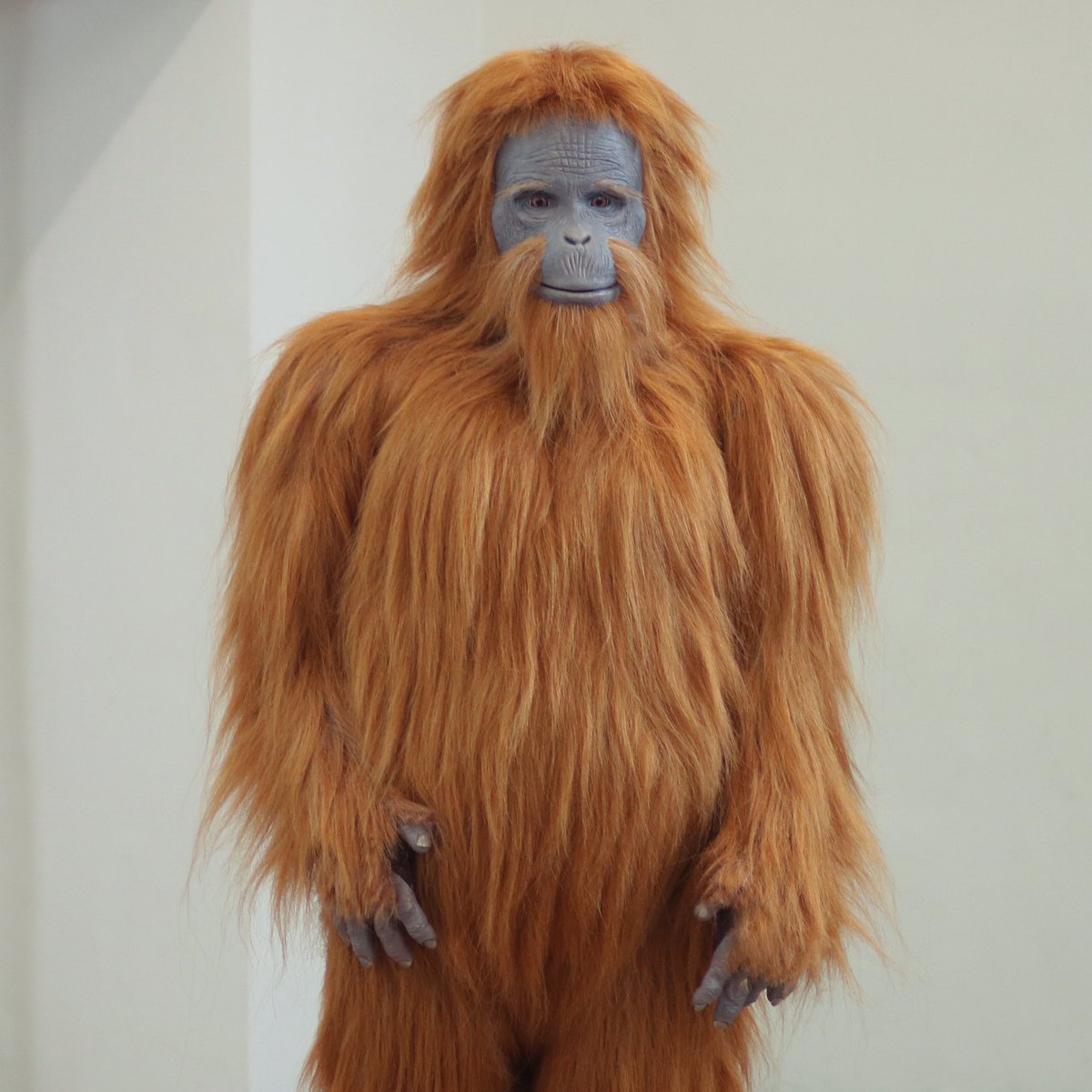 PuppetsMagicUk's tweet photo. Finished creature suit with custom 4 way stretch fur and sculpted mask with hair punched details. 🔥🧟‍♂️👁️🦧👀

#costume #mask #creaturesuit #cosplay #bigfoot #ape #production #filmprops #creativedirection #craft #puppets https://t.co/T8HRSNypmK