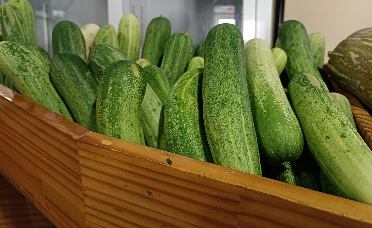 އއ. ތޮއްޑޫއިން ވަރަށް ތާޒާ ކިޔުކަންބާ ޝިޕްމެންޓެއް މިއަދުވަނީ ލިބިފަ. 😊
ހޯލް ސޭލް 27 ރުފިޔާ (5 ކިލޯ އިން ފެށިގެން)
އޯޑަރު ކޮށްލެއްވުމަށް 3012640 އަށް ގުޅުއްވާލައްވާ، ނުވަތަ 7291130 ވައިބާރ ކޮށްލައްވާ !