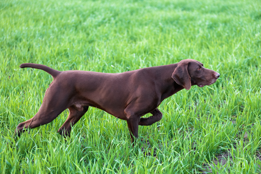 Jaime_la_Chasse's tweet photo. Le Braque Allemand, également connu sous le nom de German Shorthaired Pointer, est une race de chien polyvalente, dotée de nombreuses qualités pour la chasse. Originaire d'Allemagne, cette race est réputée pour son intelligence, sa polyvalence et son

https://t.co/OsiJBDuiBg https://t.co/w9T69oRYDp