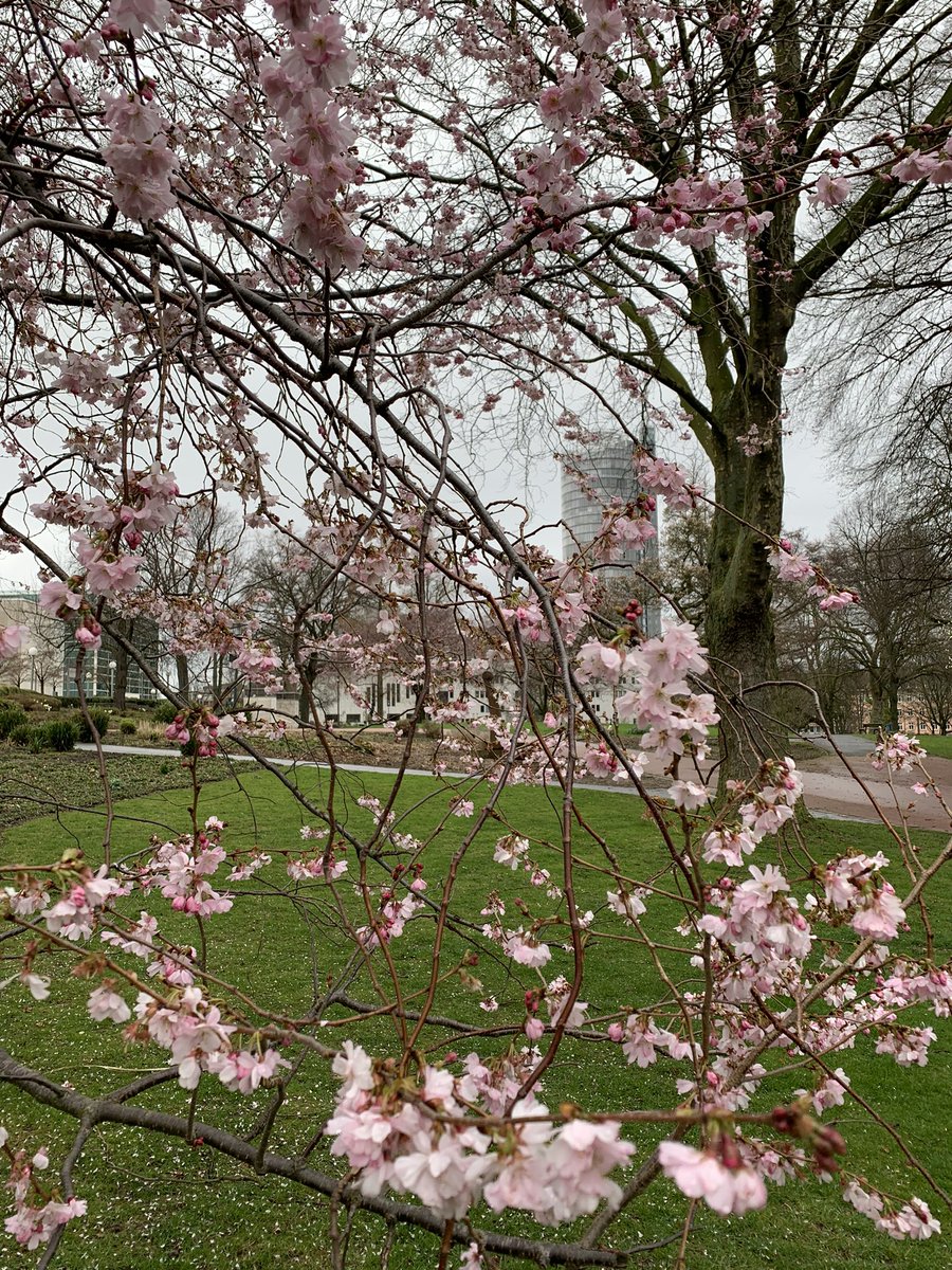 Zehnersassa's tweet photo. So. Es hat treffliche Blühungen mitten inne #Ruhrpott #Essen #Stadtgarten https://t.co/wLi9YyRQ1T