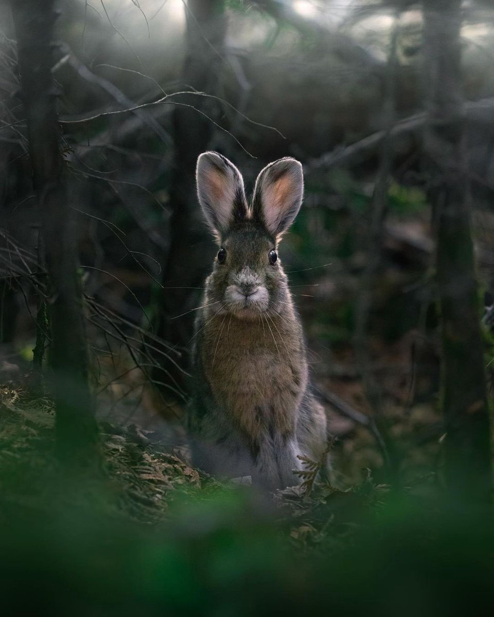 Trevio_notes's tweet photo. Лесные друзья 🐰

#мир_trevioru #travel https://t.co/dtrjDKPF2r