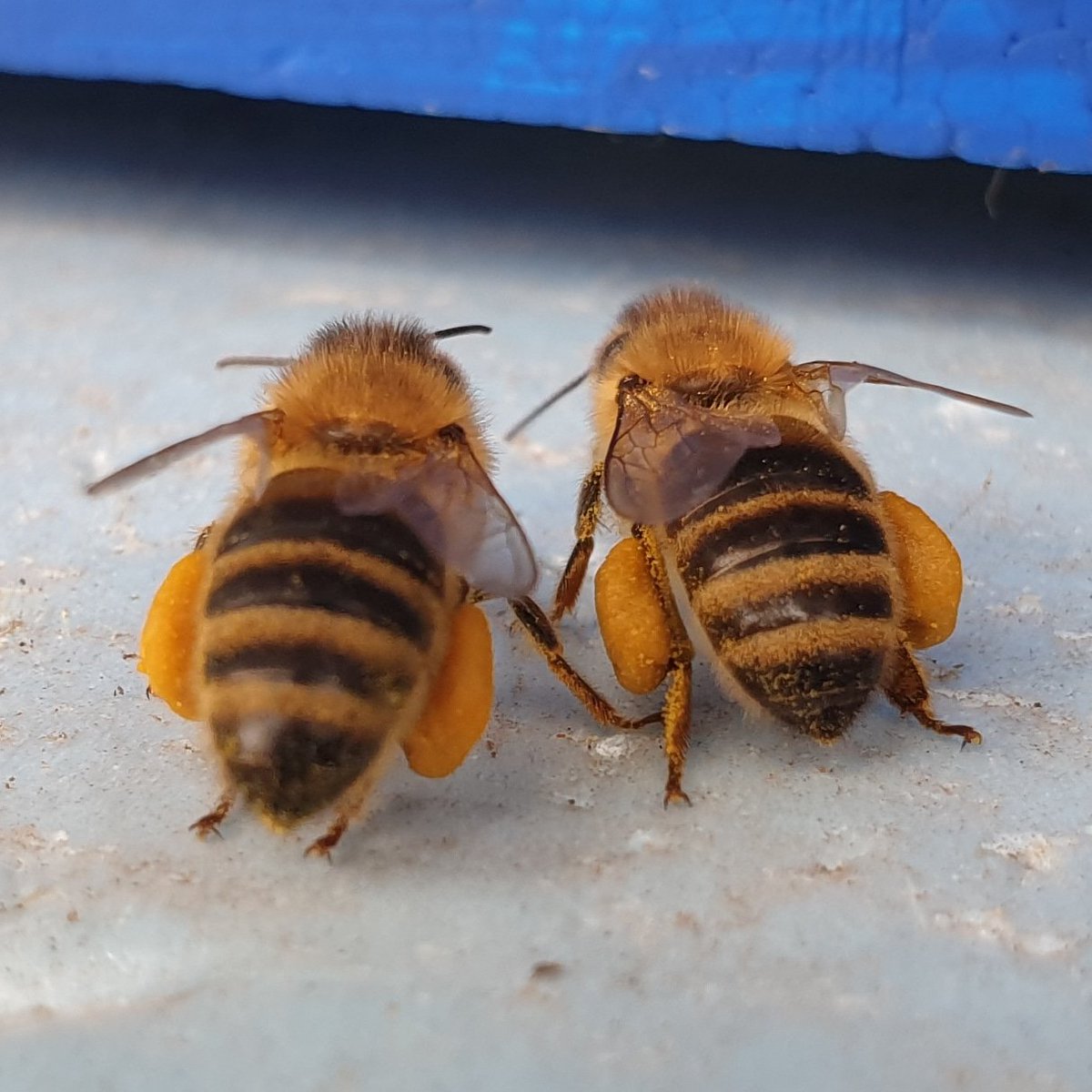 Lentekriebels! Even samen wat boodschappen gedaan #bijen #bees #honeybees #pollinators #honingbijen #heemstede