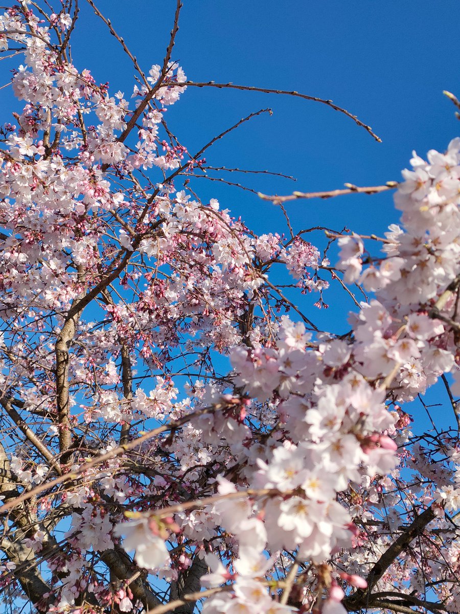 「天気めちゃ良かったから、久しぶりにビアンキローマで遠出して花を眺めてきたハクモク」|晴人（はると）のイラスト