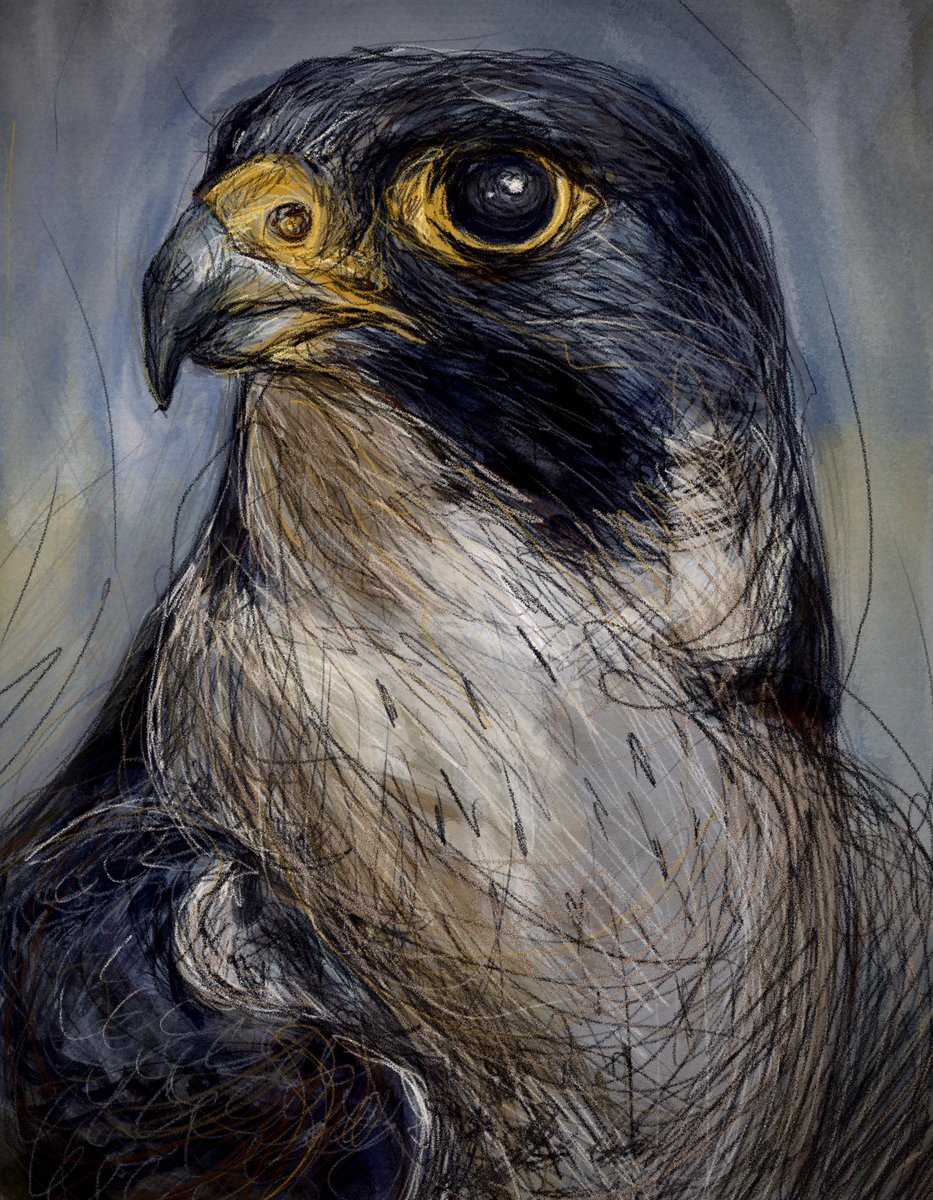 Goodmorning y’all!🪶#peregrinefalcon #slechtvalk #bird #wildbird #birdart #ArtistOnTwitter