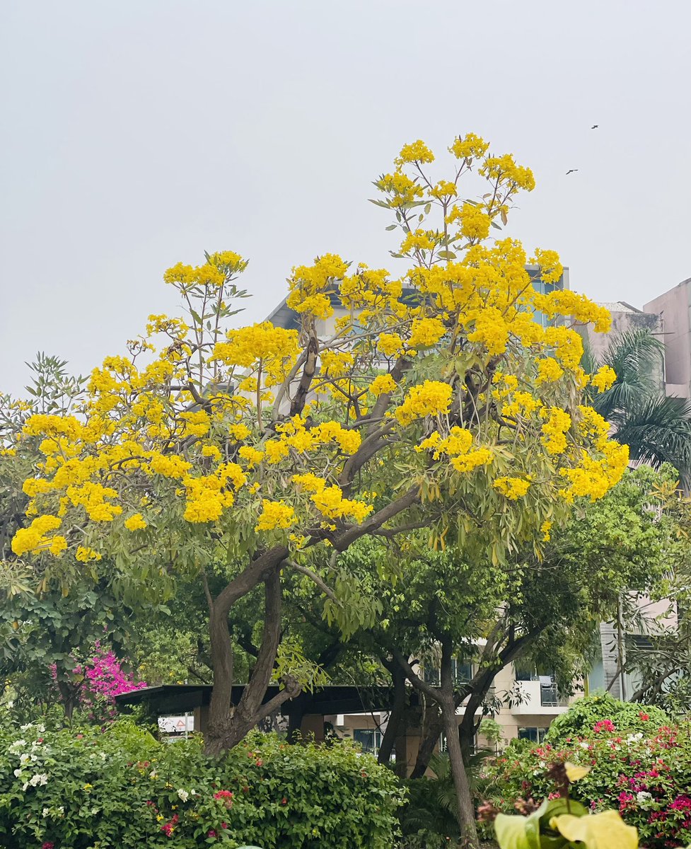 SinghKinny's tweet image. जिसने सोचा होगा, 
बसंत का रंग होगा “पीला’ !
उसने पहले कहीं देखी होगी, 
अमलतास के फूलों की बहार !!

#delhidiaries2023 #coloursofspring