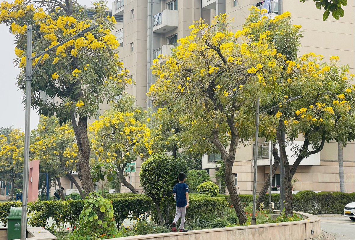 SinghKinny's tweet image. जिसने सोचा होगा, 
बसंत का रंग होगा “पीला’ !
उसने पहले कहीं देखी होगी, 
अमलतास के फूलों की बहार !!

#delhidiaries2023 #coloursofspring