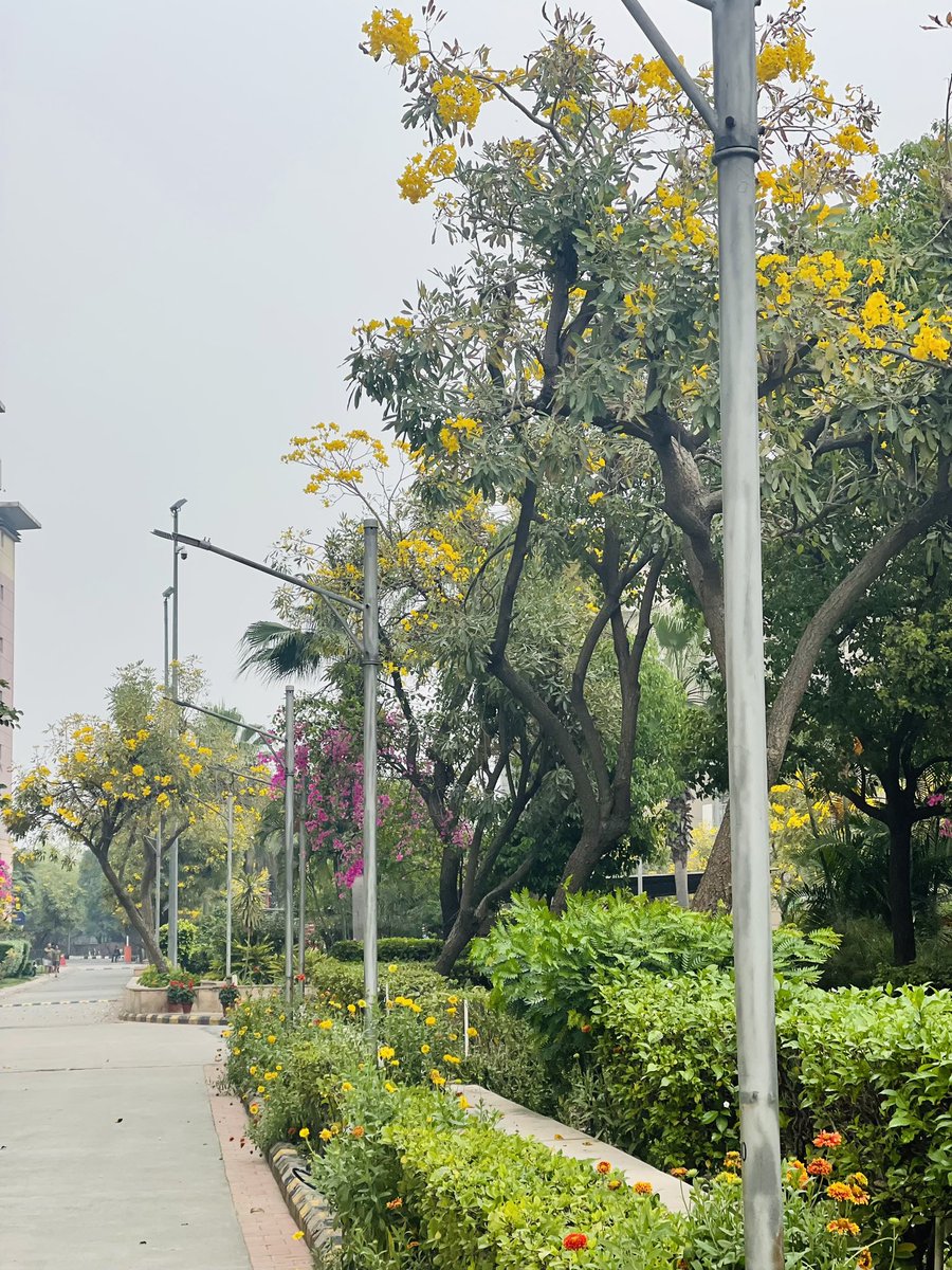 SinghKinny's tweet image. जिसने सोचा होगा, 
बसंत का रंग होगा “पीला’ !
उसने पहले कहीं देखी होगी, 
अमलतास के फूलों की बहार !!

#delhidiaries2023 #coloursofspring