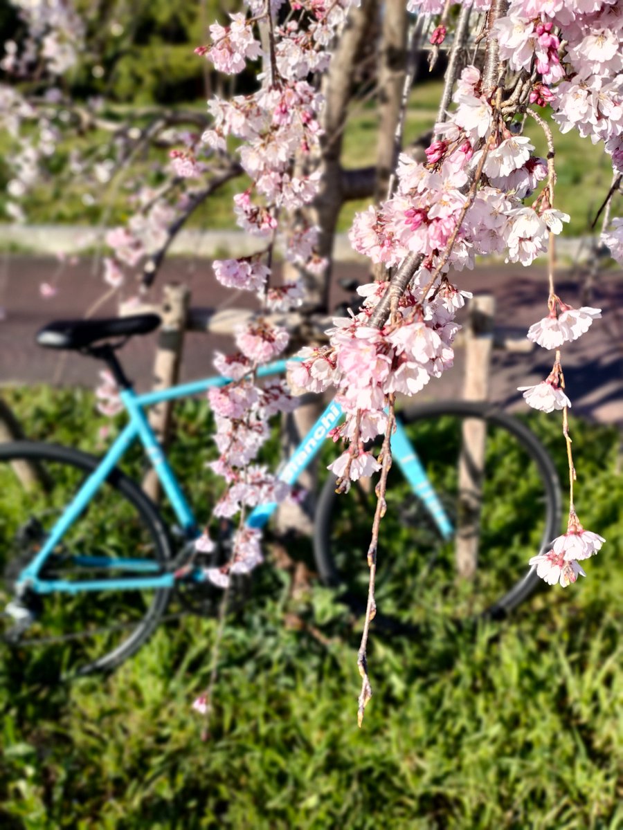 「天気めちゃ良かったから、久しぶりにビアンキローマで遠出して花を眺めてきたハクモク」|晴人（はると）のイラスト