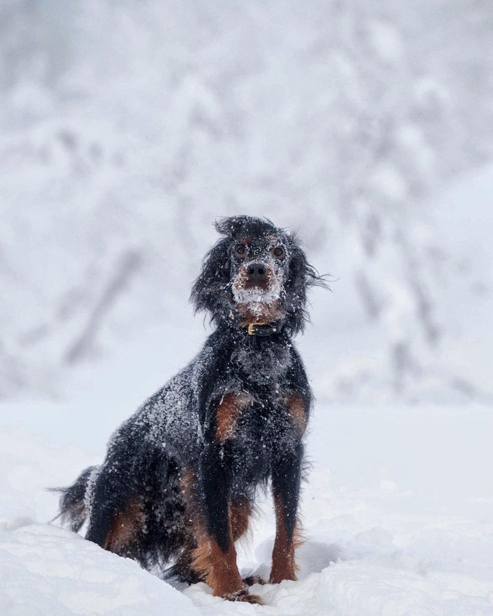 chiendechasse_'s tweet photo. Dernier jour de vacances à la montagne ... La neige est encore bonne ! 😅
#Chiendechasse #Chiendevie #Chien #Settergordon #Setter #VieDeChienDeChasse #ChassePartage #Vacances #Montagne #Neige https://t.co/shjSIhaZH2