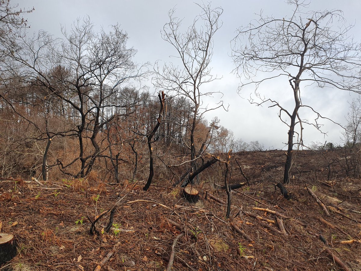 PMalassigne's tweet photo. Aucune pensée enfermée dans 140 caractères ne pourra rendre compte du désastre écologique. 
La @gironde panse ses plaies et se prépare pour un nouvelle saison de protection de la forêt #landaise
#cazaux #feux #Gironde #sdis33 #sapeurspompier @BoslandJP @SecCivileFrance https://t.co/a9A3oIEQrS