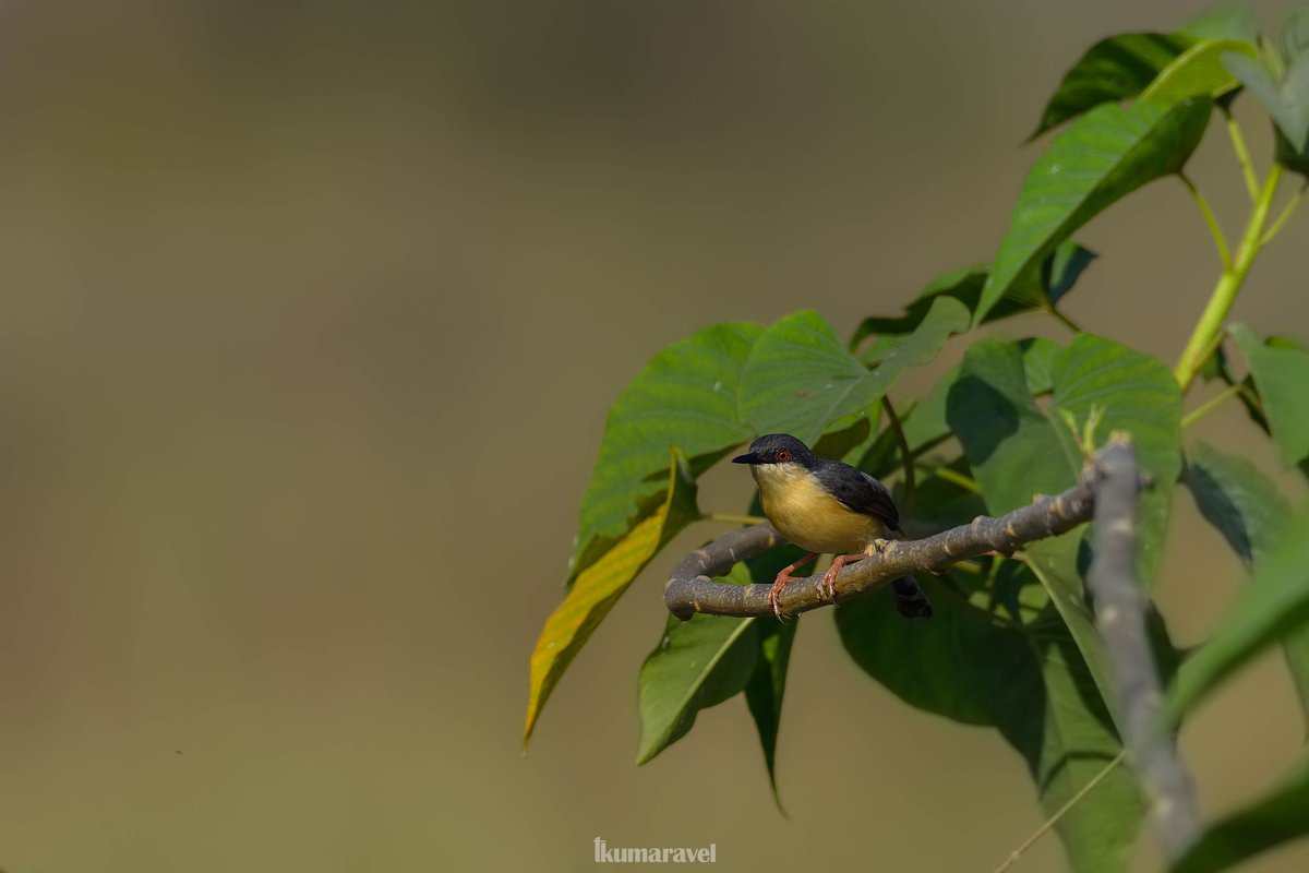 Ashy prinia 

#birds #BirdsSeenIn2023 #BirdsOfTwitter #nature #IndiAves #ThePhotoHour #ThePhotoMode #photooftheday #BBCWildlifePOTD #nikoncreator #Nikon