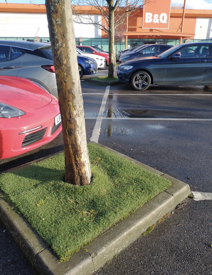 Leyton Mills shopping centre, where every tree has its own extinction carpet. No water will get through this. What. Is. Going. On?? #ToxicTurf #PFAS #ForeverChemicals #AgeOfStupid