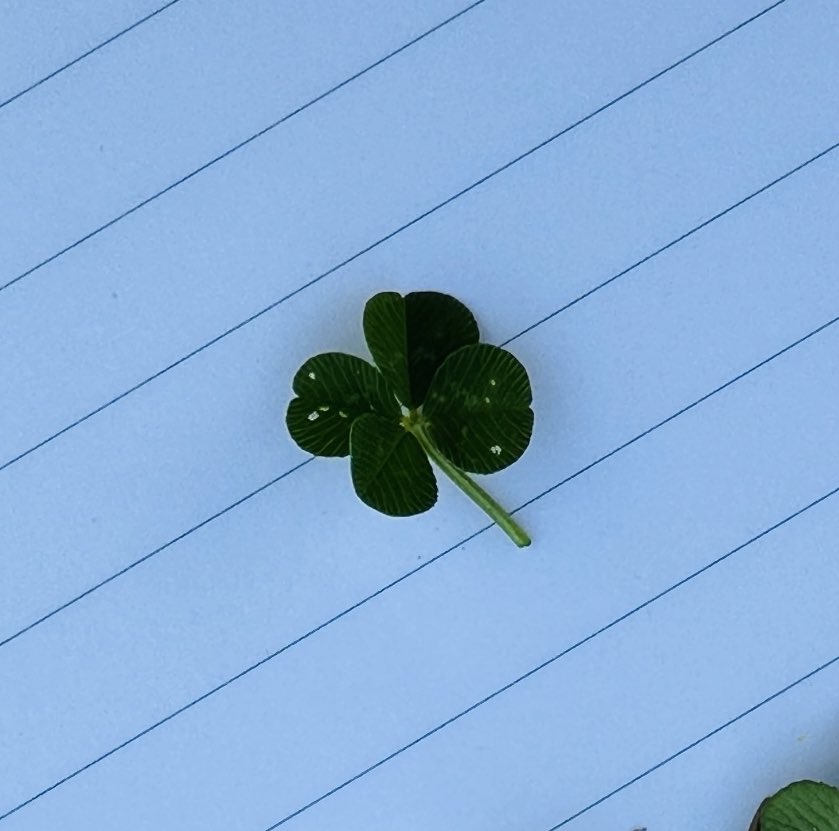 7초 안에 알티하면 행운이 찾아온다나머라나🍀