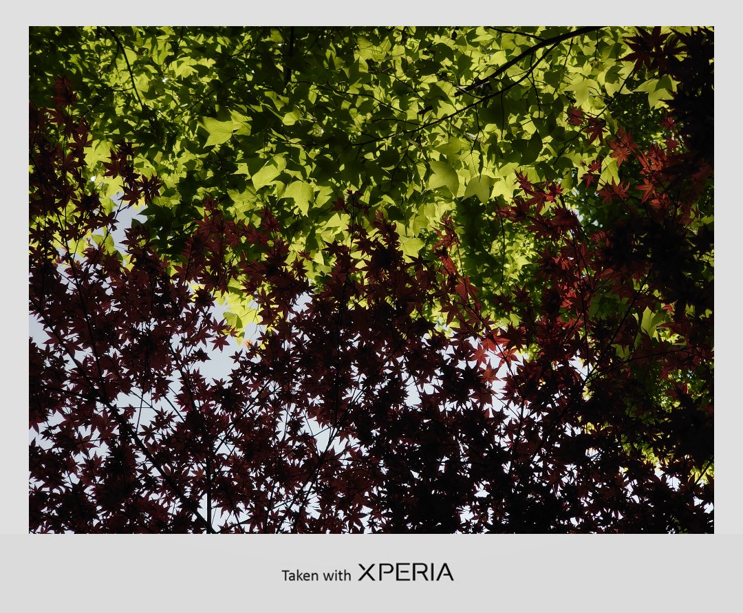 ixroses666's tweet image. 东园垂柳径，西堰落花津。#wowxperia #china #xperia5ii