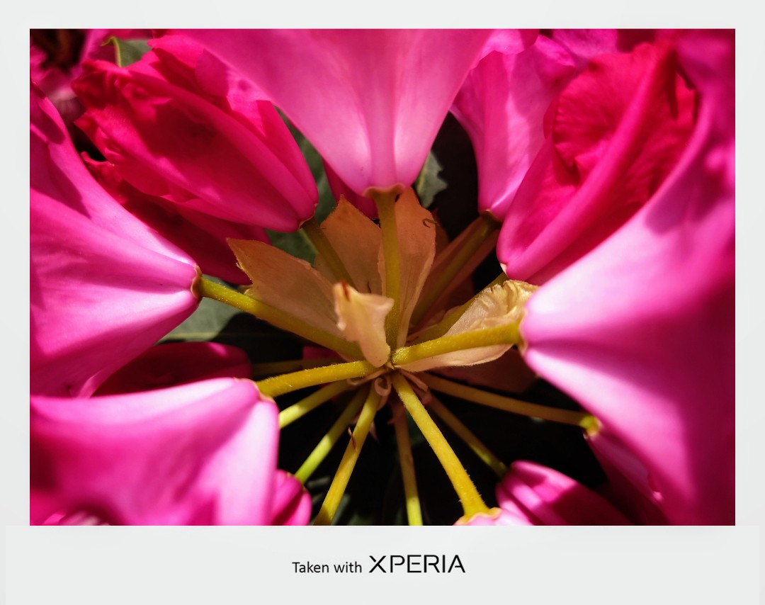 ixroses666's tweet image. 东园垂柳径，西堰落花津。#wowxperia #china #xperia5ii