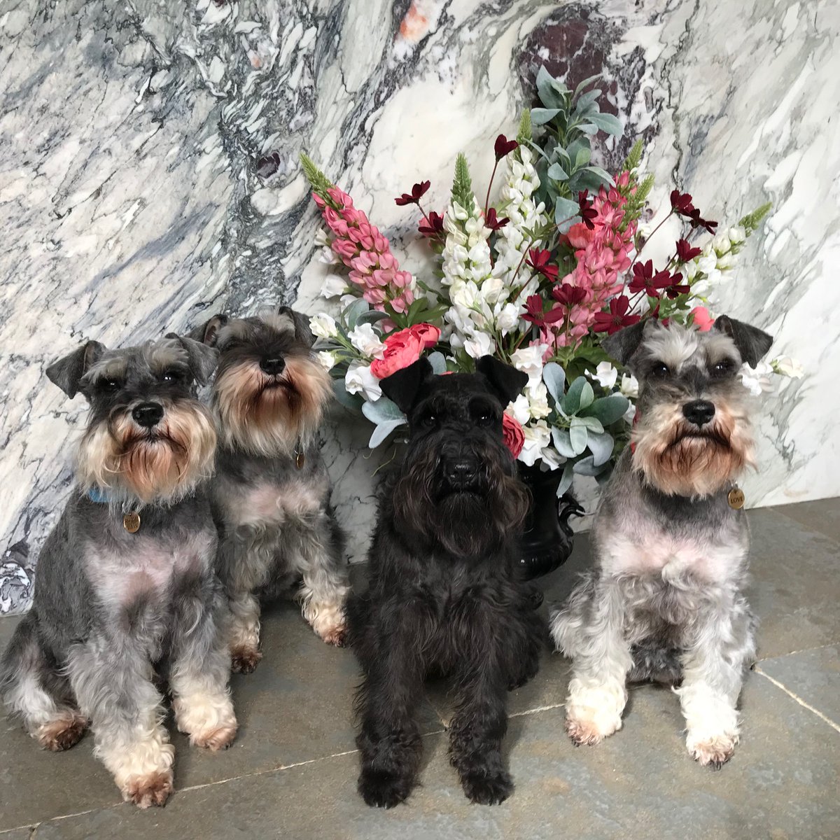 We hope all the mums had a wonderful Mother's Day! Big woof's and meows from all of us here at houndquarters ❤️💐