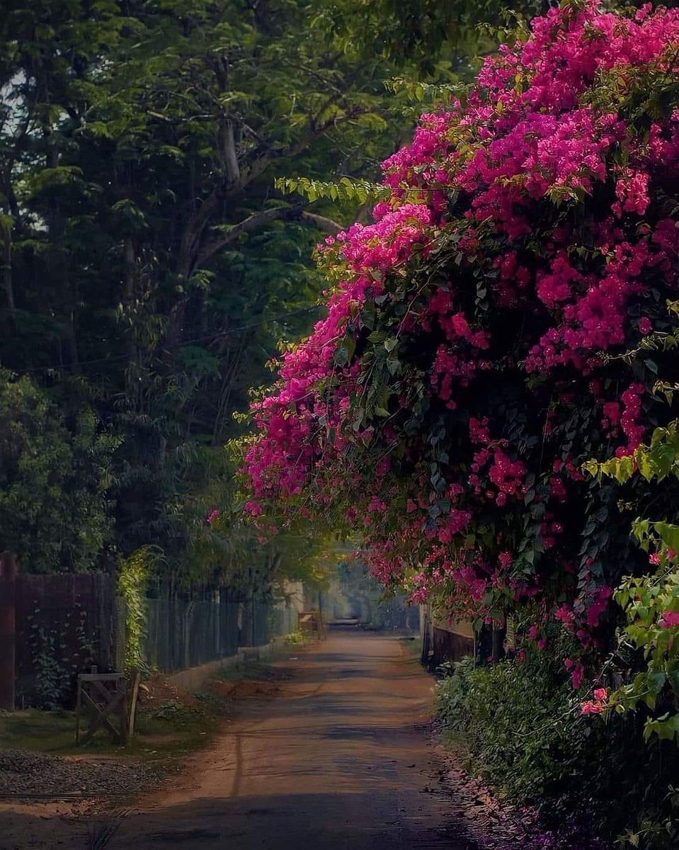i_amrimi's tweet photo. চলো একটা বিকেল হাটি এ রাস্তায় 🍂

#collected https://t.co/64BG1gloqS