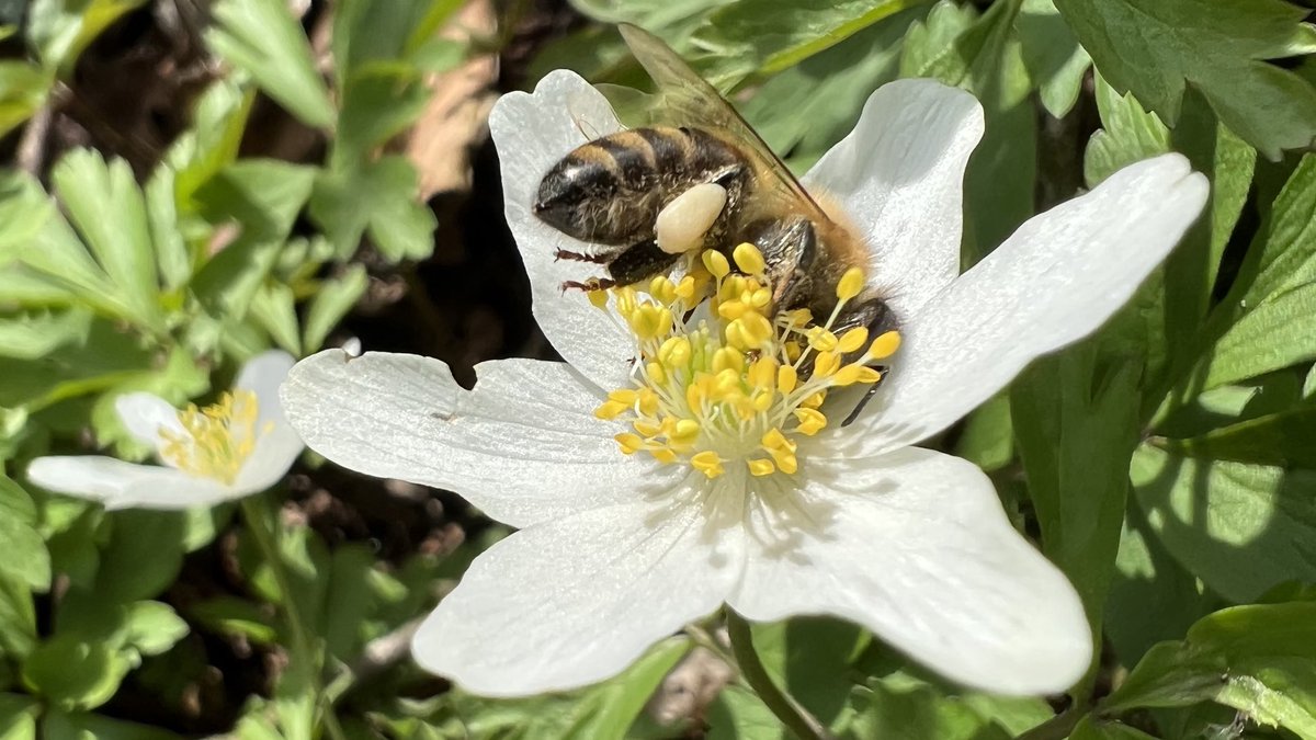 IkaKarl's tweet image. #schoeneslinz am Sonntag #linz #saveinsects #buschwindroeschen