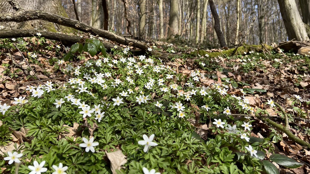IkaKarl's tweet image. #schoeneslinz am Sonntag #linz #saveinsects #buschwindroeschen