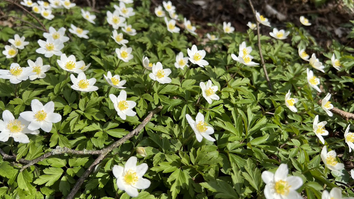 IkaKarl's tweet image. #schoeneslinz am Sonntag #linz #saveinsects #buschwindroeschen