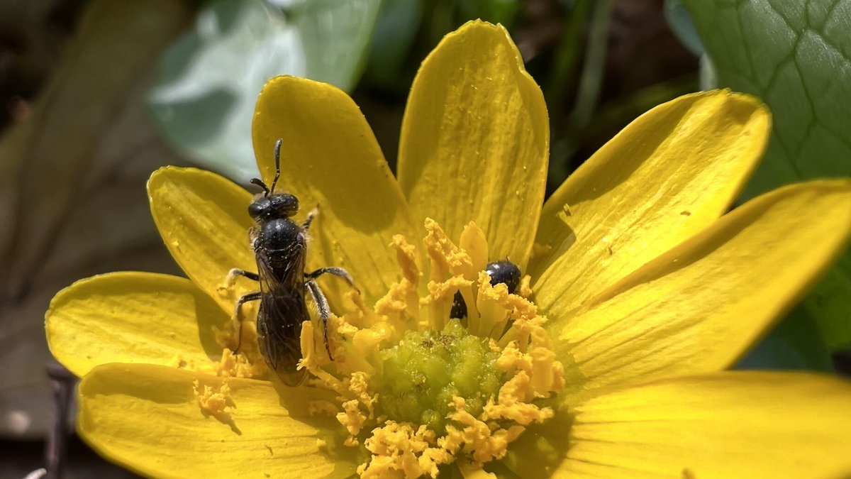 IkaKarl's tweet image. #schoeneslinz am Sonntag #linz #saveinsects #buschwindroeschen