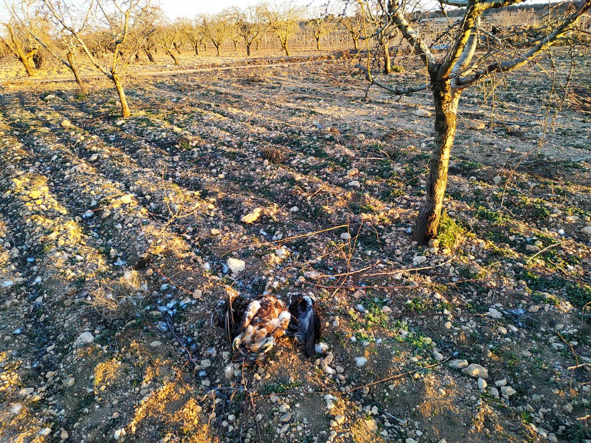 AAMMRequena's tweet photo. Un disparo de escopeta ha acabado con la vida de un águila real muy cerca de la pedanía de Las Cuevas, #Utiel, durante la primera semana de marzo 2023.

Es necesaria la colaboración ciudadana. Si dispone de información relevante, contacte con #AgentesMedioambientales. https://t.co/chznFHbREM