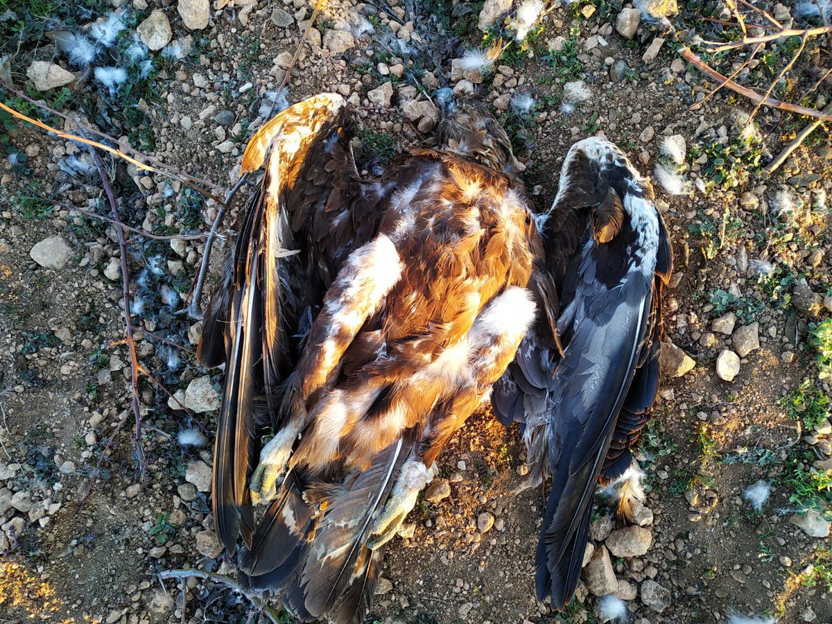 AAMMRequena's tweet photo. Un disparo de escopeta ha acabado con la vida de un águila real muy cerca de la pedanía de Las Cuevas, #Utiel, durante la primera semana de marzo 2023.

Es necesaria la colaboración ciudadana. Si dispone de información relevante, contacte con #AgentesMedioambientales. https://t.co/chznFHbREM