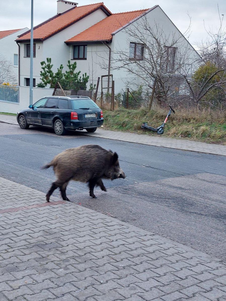 FIgura з paltsIv tweet media