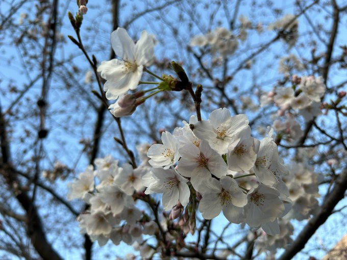 咲いてましたね〜 