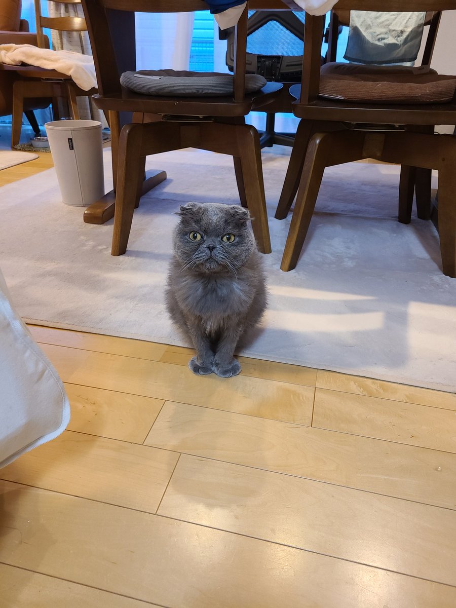 Nyaos17's tweet photo. 忠猫マル公
ごはんをひたすら待つ(笑)

#スコティッシュフォールド 
#猫のいる暮らし 
#猫のいる生活 
#猫好き 
#猫好きさんと繋がりたい https://t.co/VYHeKFQT3R