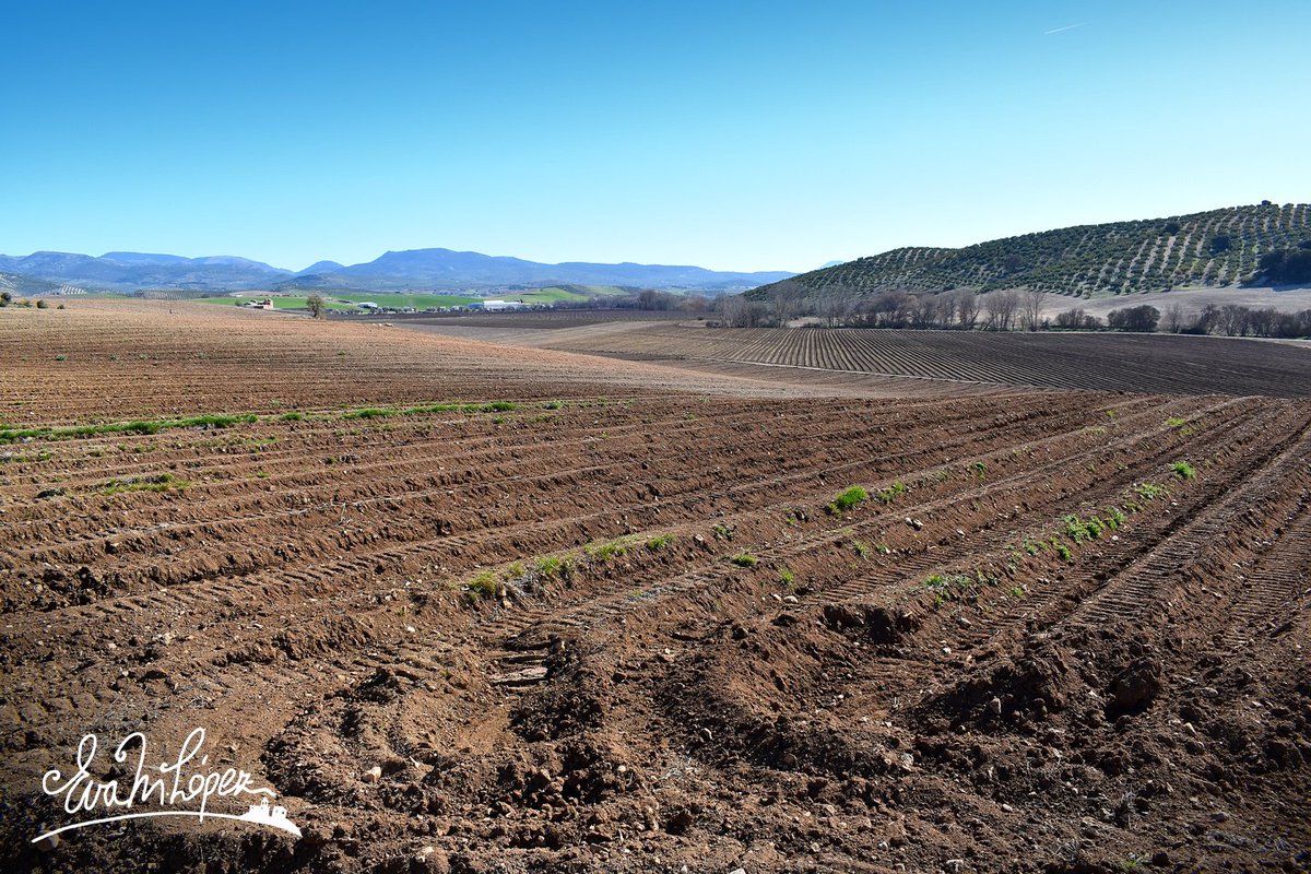 EvaM_Lopez's tweet photo. Larga vida a los domingos... 🥰🌞
#photooftheday #fotografía #domingo #marzo #invierno #campo #sembrado #surcos #arado #naturaleza #paisaje #landscape #tierra #AlcaláLaReal #Jaén #JaénParaísoInterior #Andalucía https://t.co/pHnCnk9V31