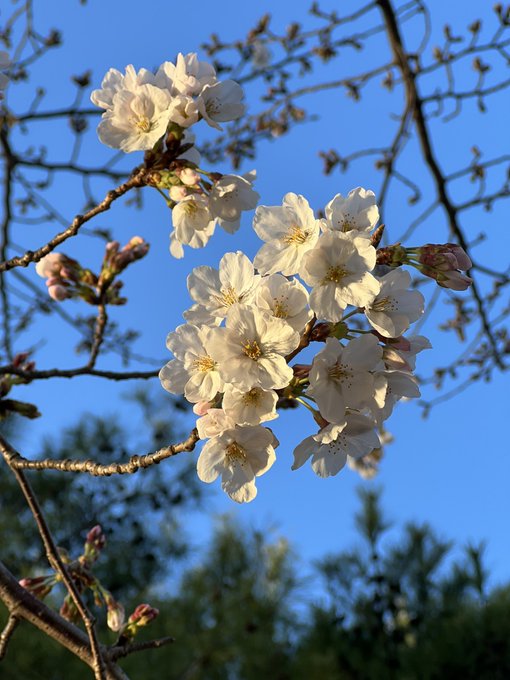 Twitterのコスプレ画像10