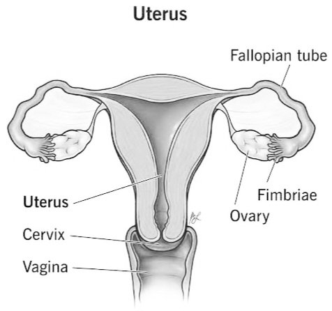 bel_j_m's tweet photo. 2/2 This is what a uterus looks like, apparently.. just focus on the game, boys and girls! 🏉 #notxrated #jesustoastsyndrome https://t.co/usi53UfY23