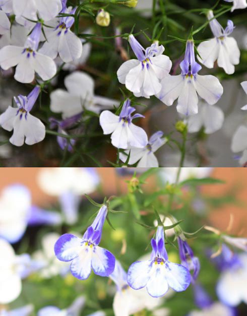 _JINI_garden's tweet photo. 🤍Lobelia🤍
로벨리아 3종 파종 기록 타래📝

• 파종 날짜: 23.03.19.
• 씨앗 종류
  - 블루스플래쉬 10립
  - 블루스카이 10립
  - 라일락 10립
• 발아 온도: 21-23도 (광발아)
• 꽃피는 시기: 4월-7월

#쿼카식물일기 #쿼카_로벨리아
👇판매처 사진 https://t.co/K4Ut1HyVjf