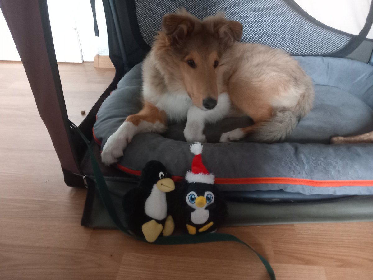ItCollie's tweet image. Introducing my #Pinguins to each other - they like fish, so I think we will be having a greate sharing hood! #zshq #roughcollie #puppy