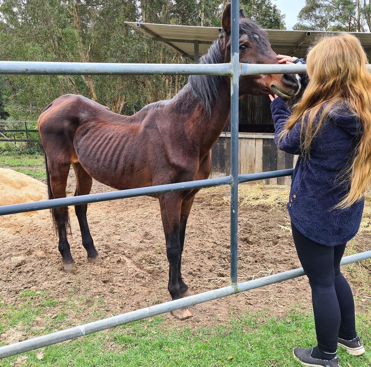 WherePigs's tweet photo. How it started vs how it’s going…. Sparks endured years of neglect and loneliness before rescue 7 mths ago. Here he is today, he shares a spacious paddock with friends, Sally and Jessie. Likes to think he is the paddock boss but he’s clearly not. Sparks is 28 in August. https://t.co/cZnllRFoJj