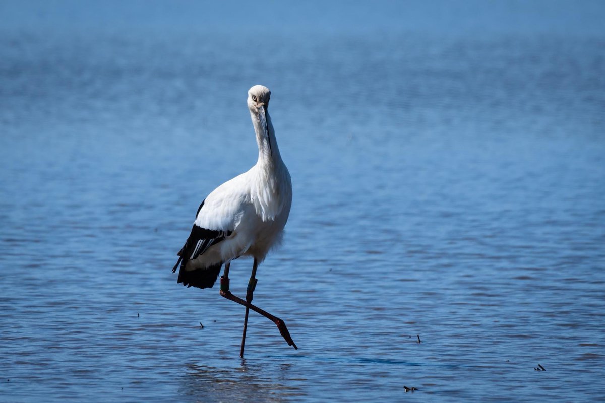 s7t73pf71's tweet photo. 昨日撮影のコウノトリ

#コウノトリ #野鳥 #島根県 #安来市 #j0358 #瑞花 #ザリガニ #ドジョウ https://t.co/ojztdbIe4i