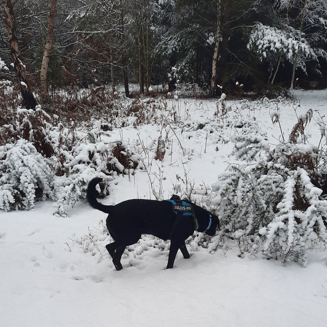 DT_Newbury's tweet photo. Happy Mothers Day π while Ajax may not be able to get his human mum any flowers, we're sure he'll give her all the snuggles! Ajax was adopted from our centre three years ago, and neither pooch or adopter have looked back πΎβ£οΈ
#WaggyTails #Rehoming #FureverAfter #MothersDay https://t.co/0napbK3LDF