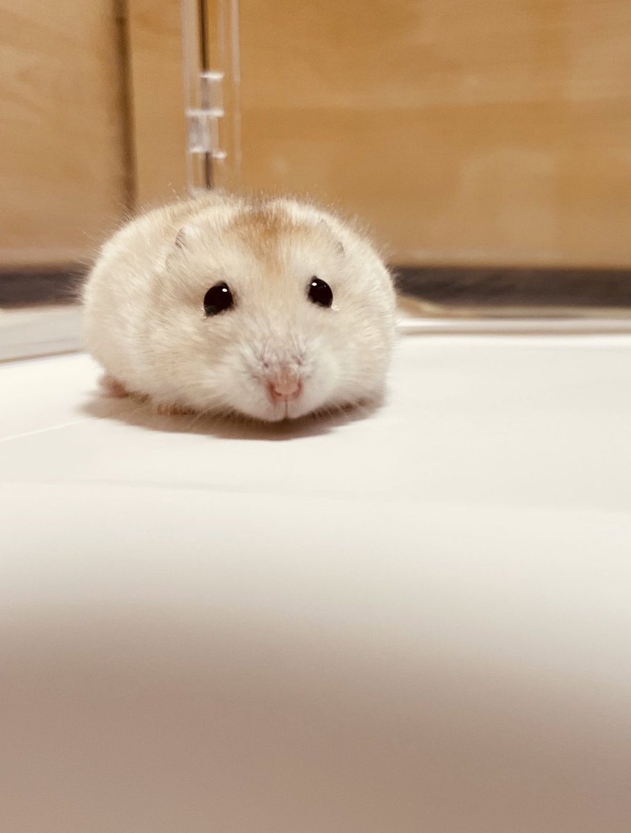 はむさんの人気ツイート(古い順) - ついふぁん!