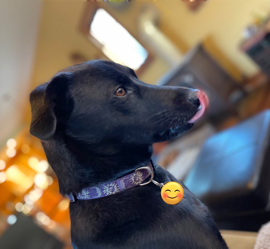 Babaloonica58's tweet photo. @magicalcastor Henlo, fren! You has many goob tings ahead of you!  You still puppy-headed and berry new.  I gibs you my bestest advices, dis important, do NOT eat your Momma’s ham sammich, dat not goob.  (But dat taste goob) https://t.co/JL4O23e9F9