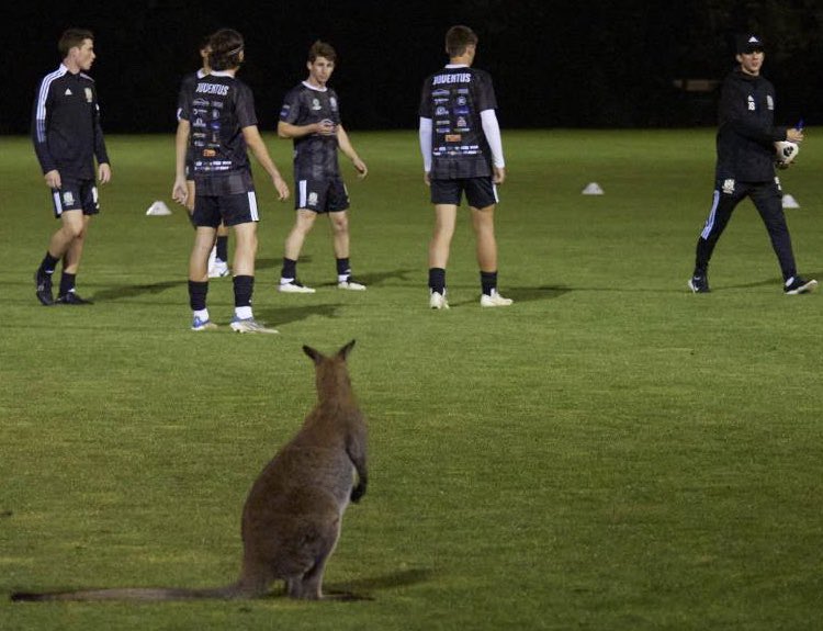 All part of <a href="/NPLTAS/">NPL TAS</a> game day - 2022-23 #LauncestonCity head coach <a href="/syson90/">Daniel syson</a> bringing the Wallabies into pre game warm up - not sure we covered this on B Licence ( thanks <a href="/ExaminerOnline/">The Examiner</a>
