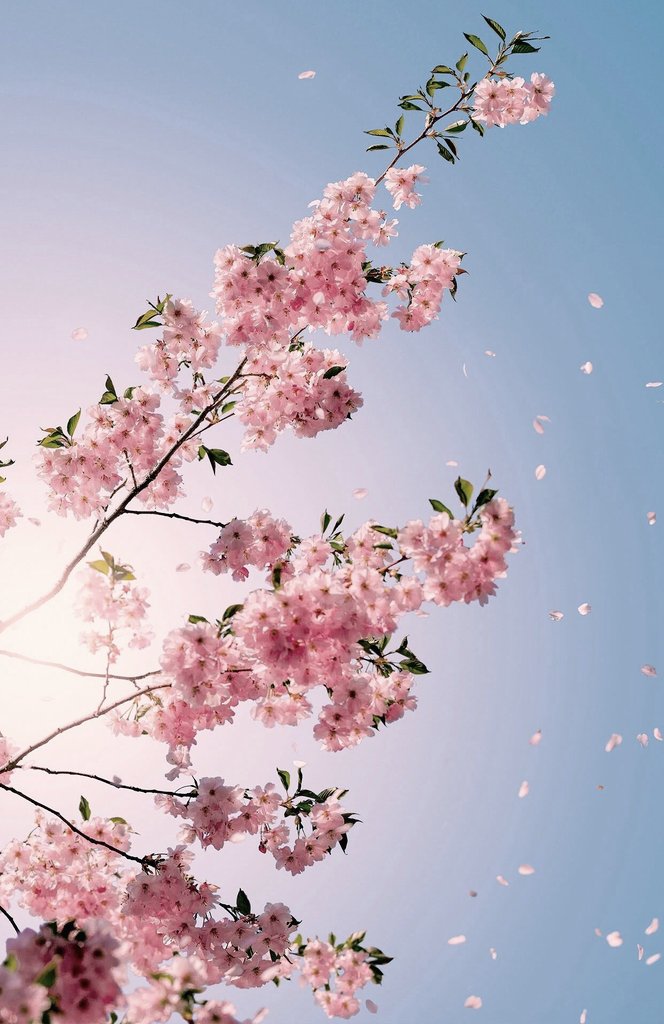 Tereddüt limanında
Denizi yüreğime bağlayan gemi
Bir göğün yaralı ve ürkek kuşlarını
Bin bir çiçek tozuyla okşayan gül merhemi

|Nurullah Genç