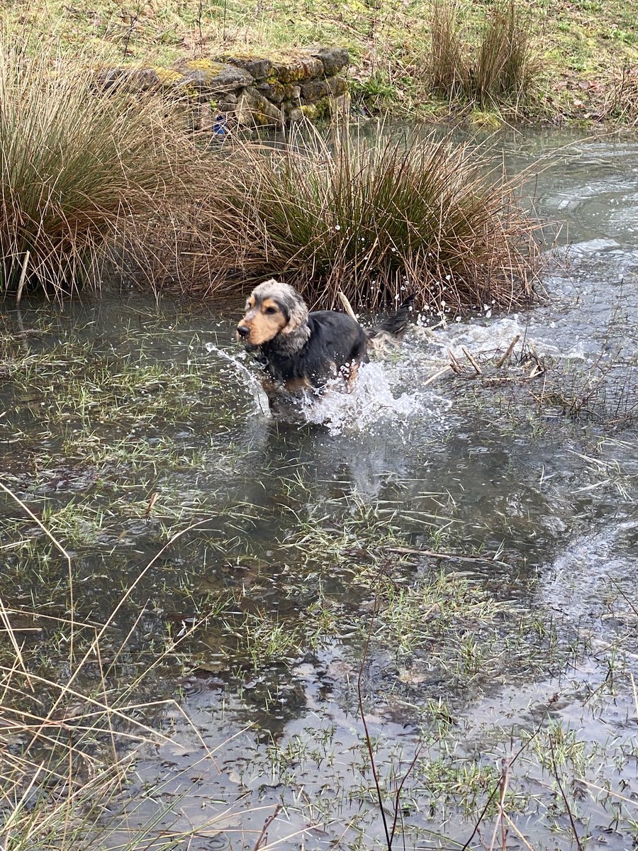 CockerShow's tweet image. Little splishey splash !! Well I was already wet from the rain. So may as well go full dog !!!
#showcockerlove